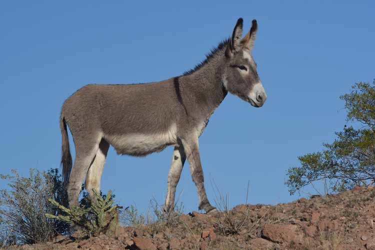 burro on hilltop